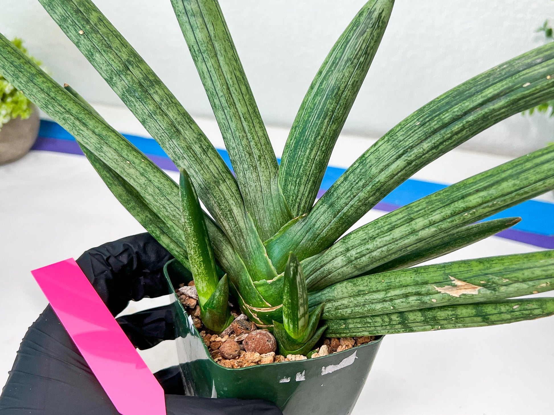 Sansevieria Boncel Devil (#C7) | Imported Plants | Rare Hybrid Species