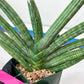 Sansevieria Boncel Devil (#C7) | Imported Plants | Rare Hybrid Species