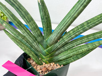Sansevieria Boncel Devil (#C7) | Imported Plants | Rare Hybrid Species