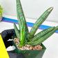 Sansevieria Boncel Devil (#C7) | Imported Plants | Rare Hybrid Species