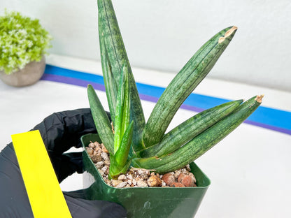 Sansevieria Boncel Devil (#C7) | Imported Plants | Rare Hybrid Species