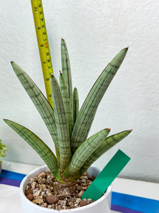 Sansevieria Angel XL (#C7) | TImported Plants | Rare Hybrid Species