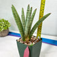 Sansevieria Angel XL (#C7) | TImported Plants | Rare Hybrid Species