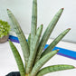 Sansevieria Angel XL (#C7) | TImported Plants | Rare Hybrid Species