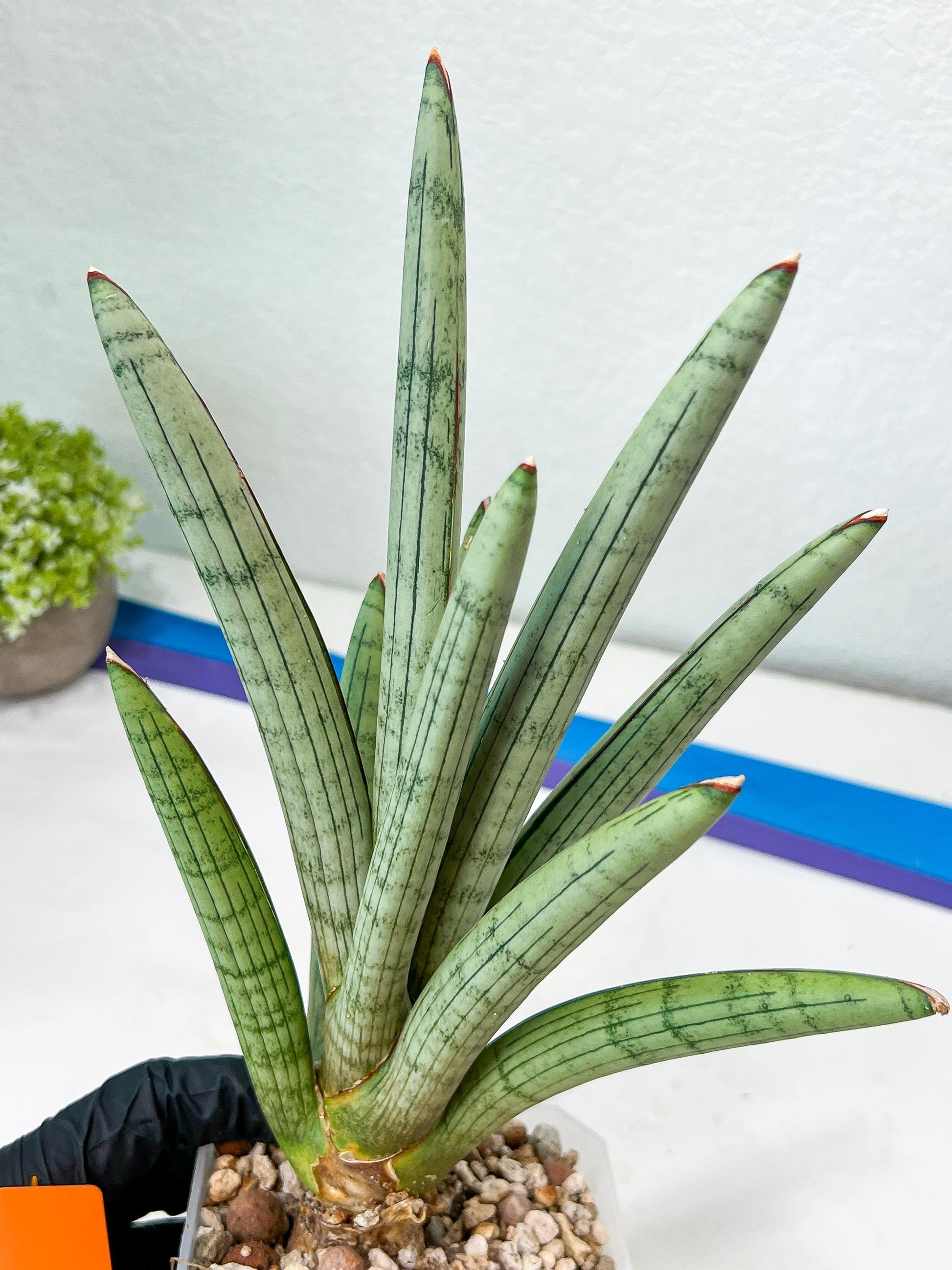 Sansevieria Angel XL (#C7) | TImported Plants | Rare Hybrid Species