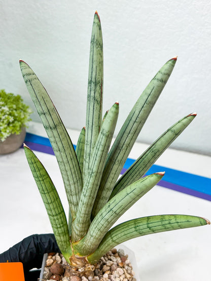 Sansevieria Angel XL (#C7) | TImported Plants | Rare Hybrid Species