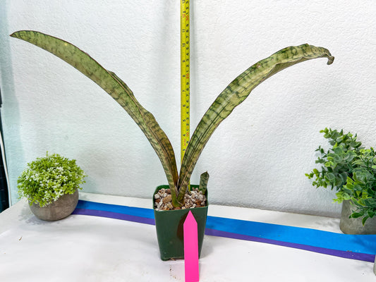 Sansevieria Kirkii Pepito | Very Rare Import