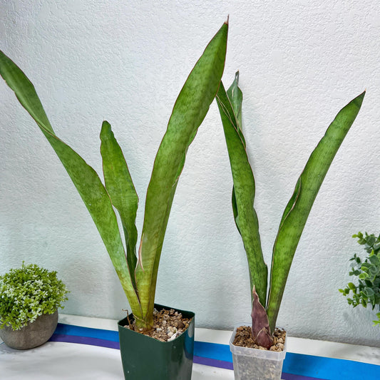Sansevieria Jeune Matcha | Seek Out a Truly Extraordinary Plant