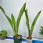 Sansevieria Jeune Matcha| Imported Snake Plants | New Hybrids