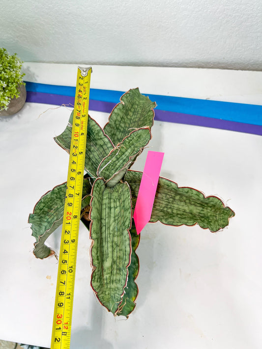 Sansevieria Kirkii Silver Blue | Uncover a Rare and Unusual Plant
