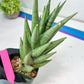 Sansevieria Rockman XXL (#D1) | Imported Plants