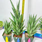 Sansevieria Rockman XXL (#D1) | Imported Plants