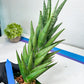 Sansevieria Rockman XXL (#D1) | Imported Plants