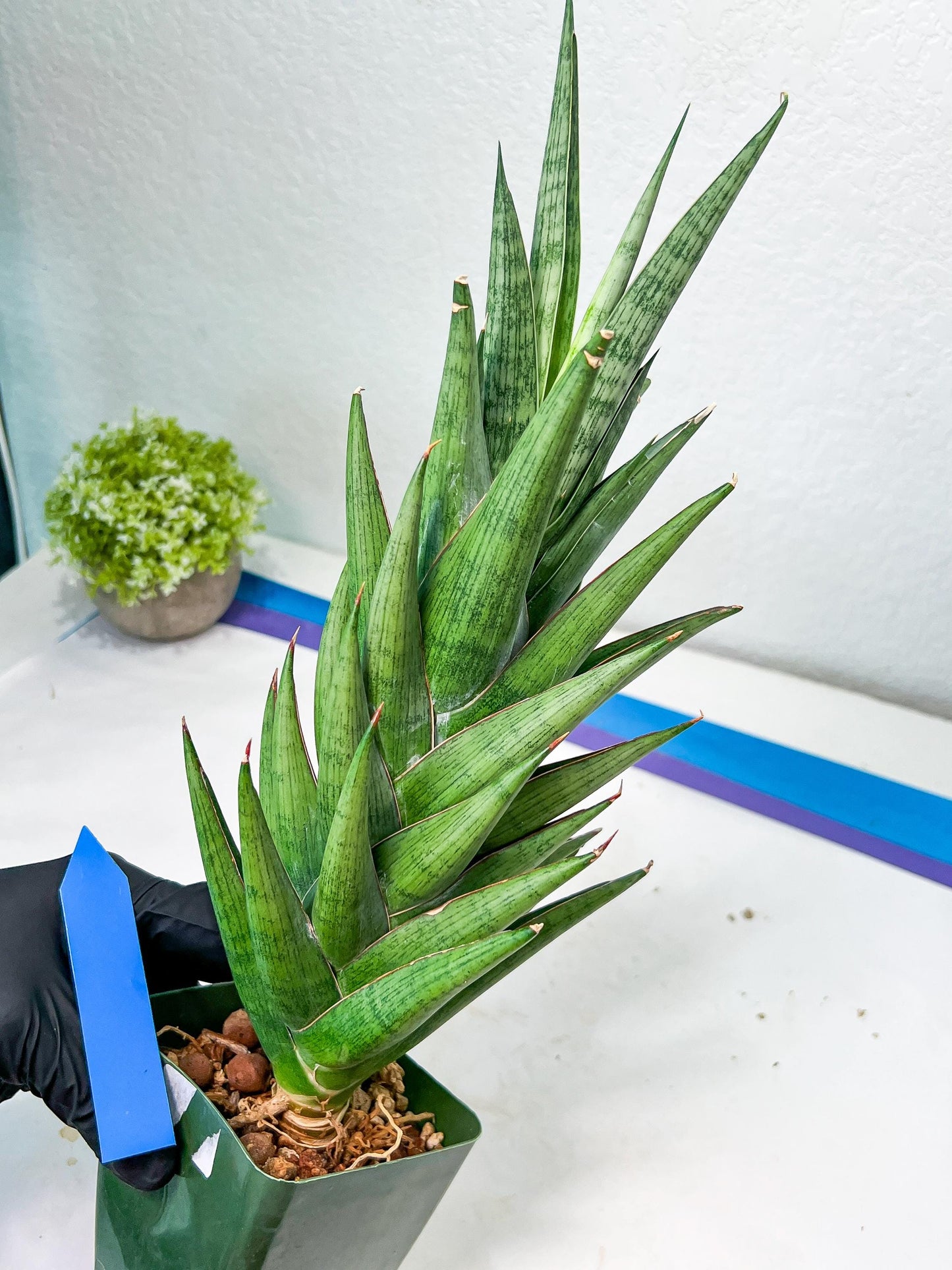 Sansevieria Rockman XXL (#D1) | Imported Plants