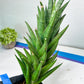Sansevieria Rockman XXL (#D1) | Imported Plants