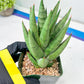 Sansevieria Rockman XXL (#D1) | Imported Plants