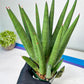 Sansevieria Dargek XXL (D1) | Imported Plants | Rare Hybrid Species