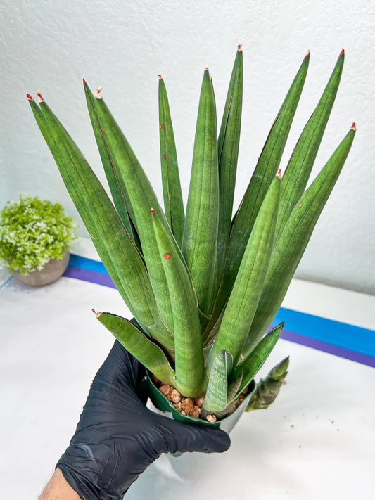 Sansevieria Dargek XXL (D1) | Imported Plants | Rare Hybrid Species