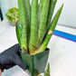 Sansevieria Dargek XXL (D1) | Imported Plants | Rare Hybrid Species