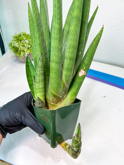 Sansevieria Dargek XXL (D1) | Imported Plants | Rare Hybrid Species