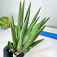 Sansevieria Dargek XXL (D1) | Imported Plants | Rare Hybrid Species