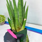 Sansevieria Dargek XXL (D1) | Imported Plants | Rare Hybrid Species