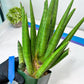 Sansevieria Dargek XXL (D1)- Blue | Choose Your Own Rare Plant