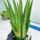 Sansevieria Dargek XXL (D1) | Imported Plants | Rare Hybrid Species