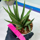 Sansevieria Hara Spaik (#AC49) | Rare Imported