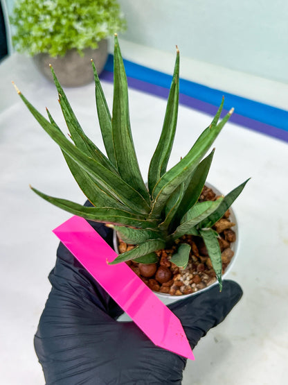 Sansevieria Hara Spaik (#AC49) | Rare Imported