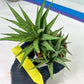 Sansevieria Hara Spaik (#AC49) | Rare Imported
