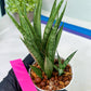 Sansevieria Hara Spaik (#AC49) | Rare Imported
