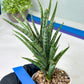 Sansevieria Hara Spaik (#AC49) | Rare Imported