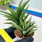 Sansevieria Hara Spaik (#AC49) | Rare Imported