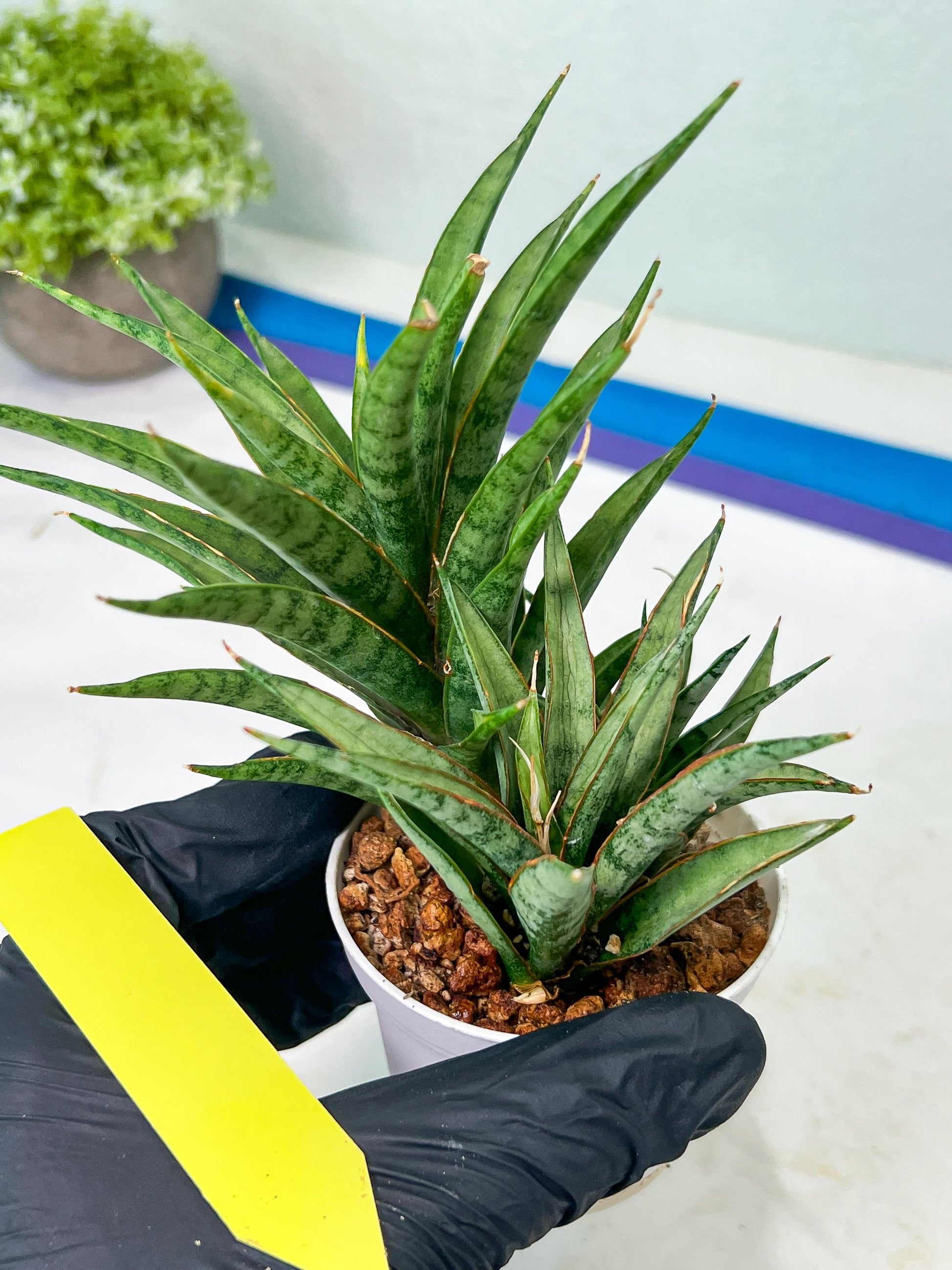 Sansevieria Hara Spaik (#AC49) | Rare Imported