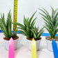 Sansevieria Hara Spaik (#AC49) | Rare Imported