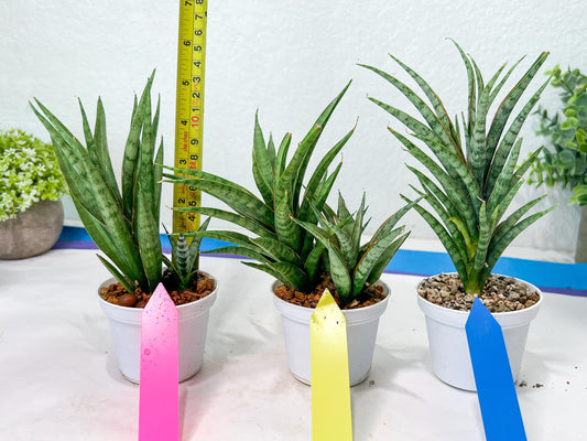 Sansevieria Hara Spaik (#AC49) | Rare Imported