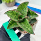 Sansevieria Angle Rose (#AC46) | Imported | Limited