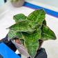 Sansevieria Angle Rose (#AC46) | Imported | Limited