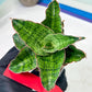 Sansevieria Angle Rose (#AC46) | Imported | Limited
