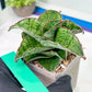 Sansevieria Angle Rose (#AC46) | Imported | Limited