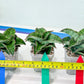 Sansevieria Angle Rose (#AC46) | Imported | Limited