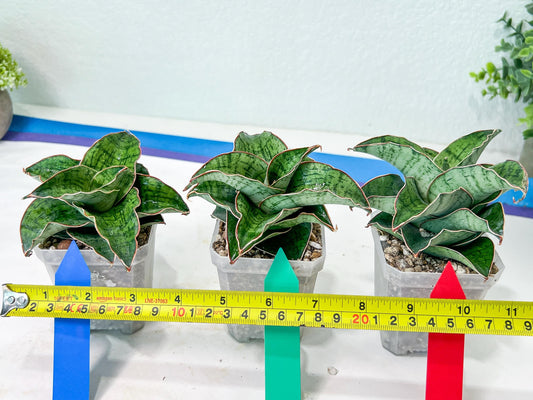 Sansevieria Angle Rose (#AC46) | Imported | Limited