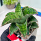 Sansevieria Angle Rose (#AC46) | Imported | Limited