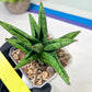 Sansevieria Penguin (#AC47) | Imported Hybrids