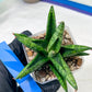 Sansevieria Penguin (#AC47) | Imported Hybrids