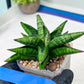 Sansevieria Penguin (#AC47) | Imported Hybrids