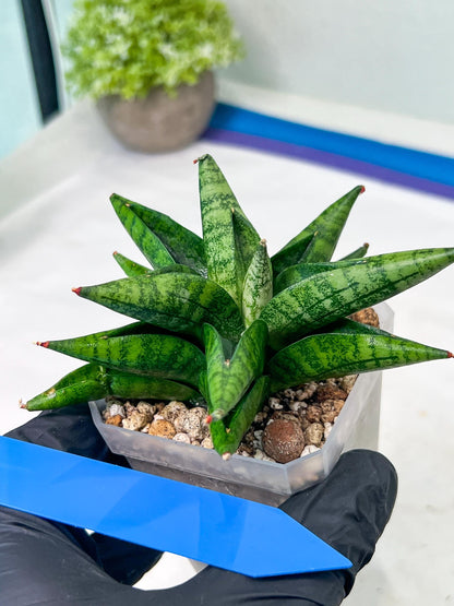 Sansevieria Penguin (#AC47) | Imported Hybrids