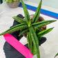 Sansevieria Lemon (#AC48) | New type of Imported Hybrids