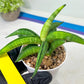 Sansevieria Lemon (#AC48) | New type of Imported Hybrids